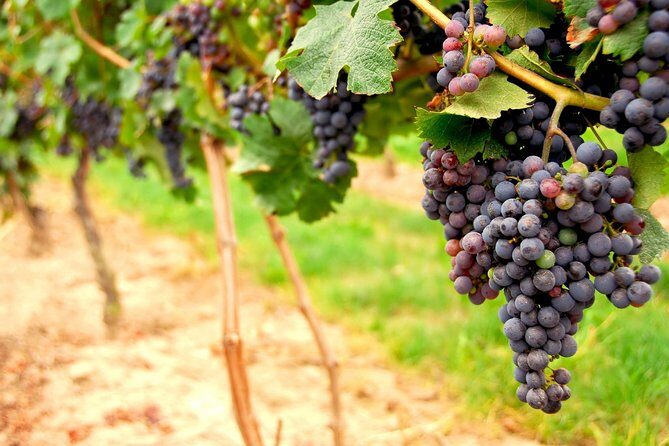 San Francisco Shore Excursion: Napa & Sonoma Full-Day Wine Tour - The Big Picture: A One-Day Napa and Sonoma Escape From San Francisco