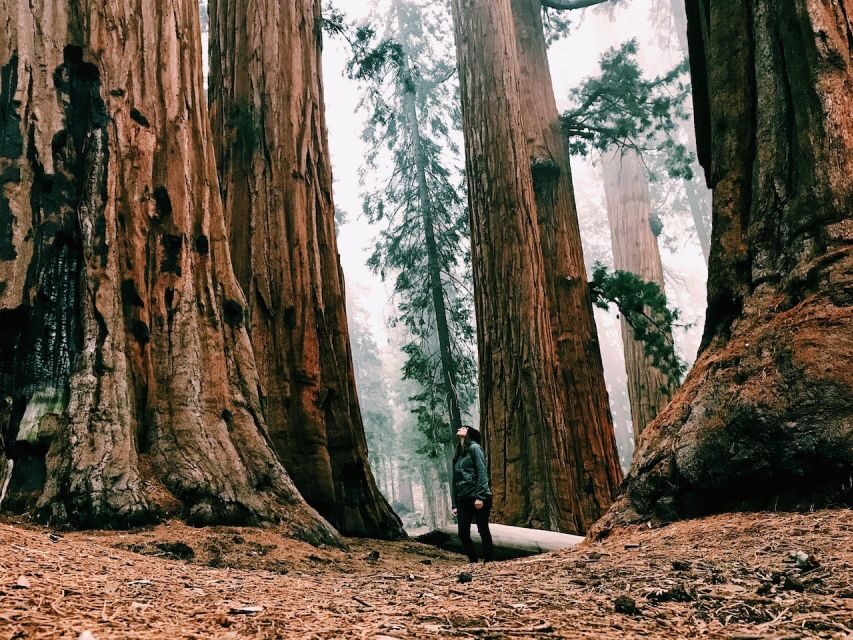 San Francisco: Yosemite Park 2-Day Trip with Accommodation - Price and Logistics: Is $629 Worth It for a 2-Day Yosemite Package?