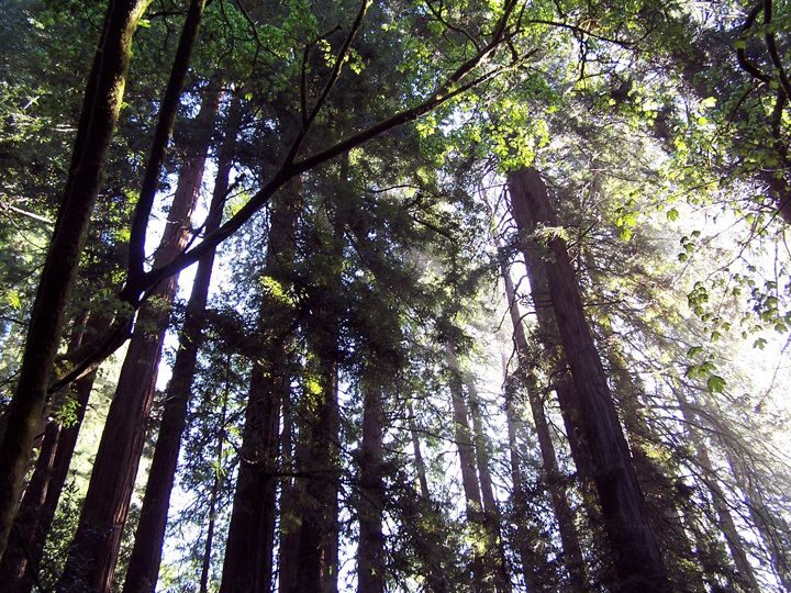 SF: Guided Muir Woods Tour & Hop-On Hop-Off Tour (Save 15%) - Entering Muir Woods: 90 Minutes Under 260-Foot Redwoods