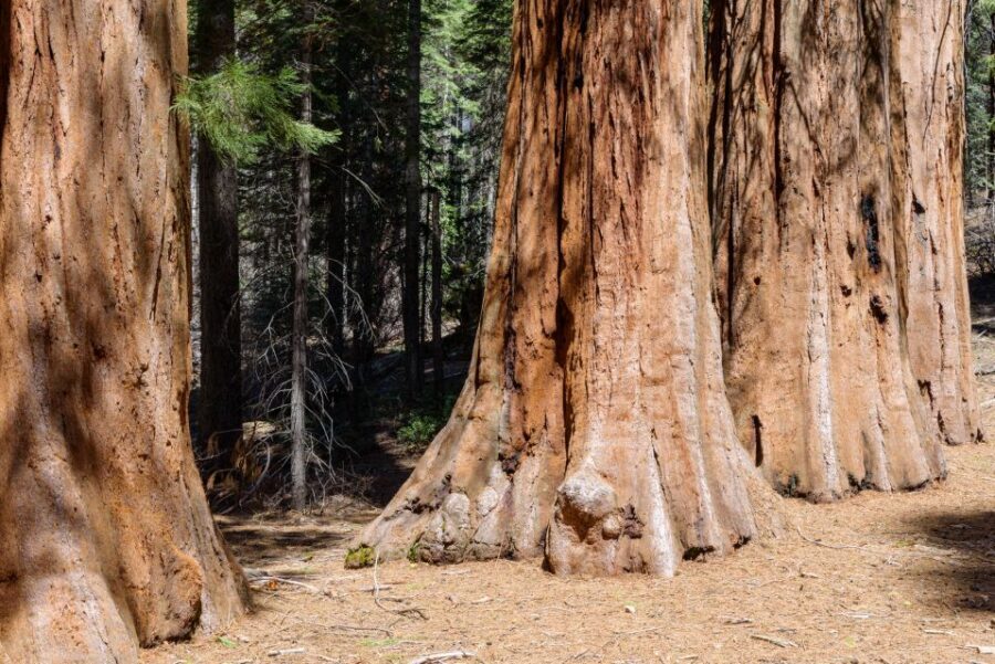 SF: Muir Woods, Sausalito, Golden Gate Bridge Private Tour - A 4-hour north-of-San-Francisco loop in a private car