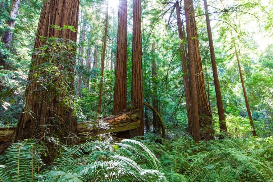 SF: Muir Woods, Sausalito, Golden Gate Bridge Private Tour - Muir Woods National Monument: breathe the redwood air and follow Redwood Creek