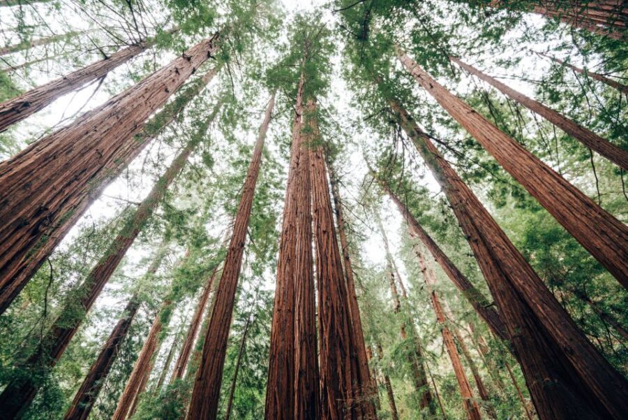 SF: Muir Woods, Sausalito, Golden Gate Bridge Private Tour - Sausalito’s pastel streets: small-town vibes with big-city views