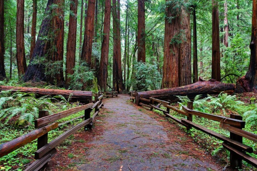 SF: Muir Woods, Sausalito, Golden Gate Bridge Private Tour - Why a guide/driver changes the whole experience