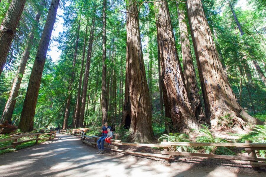 SF: Muir Woods, Sausalito, Golden Gate Bridge Private Tour - What to bring so the day feels easy