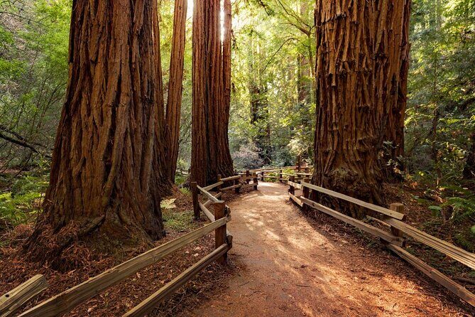 Shore Excursion from SF: Guided Tour to Muir Woods and Sausalito - Quick Hits: What Makes This Shore Excursion Work
