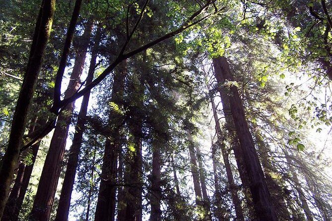 Shore Excursion from SF: Guided Tour to Muir Woods and Sausalito - The San Francisco-to-Redwoods Value Formula