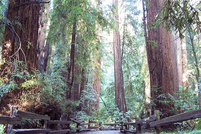 Shore Excursion from SF: Guided Tour to Muir Woods and Sausalito - Golden Gate Bridge Drive: Views, Timing, and Photo-Friendly Stops