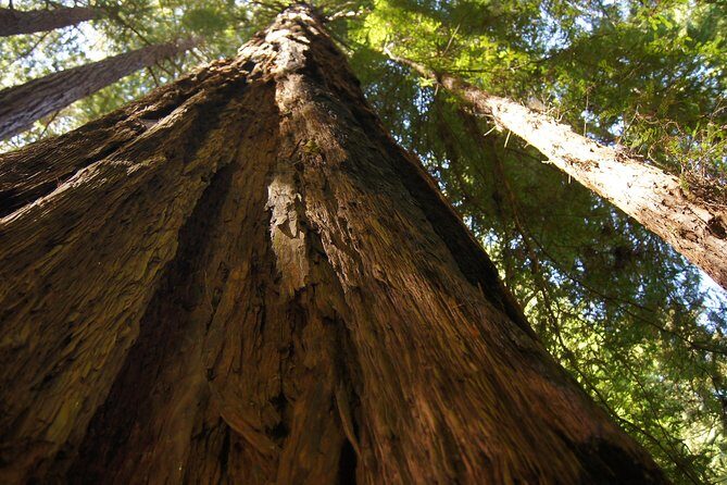 Shore Excursion from SF: Guided Tour to Muir Woods and Sausalito - Sausalito Boardwalk: A Quick Coastal Town Fix Across the Bay