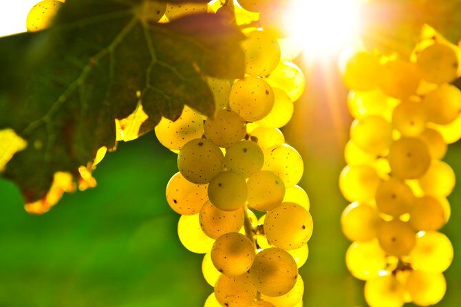 Small Group Napa and Sonoma Full-Day Wine Tour from San Francisco - Stop 1 in Sonoma Valley: First Tasting, Real Estate-Style Visit