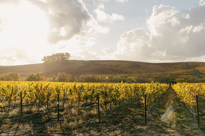 Small Group: Ultimate Napa & Sonoma Wine Tour from San Francisco - Sonoma vineyard tasting: learning the family-vineyard angle