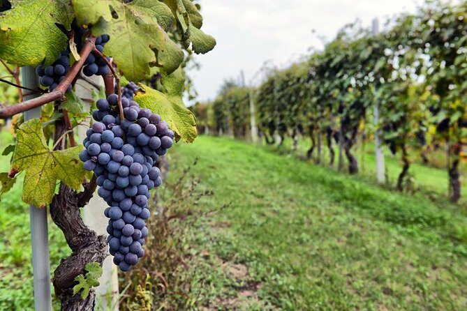 Sonoma Wine Tour with 2 Tastings Included Small-Group Half Day - Half-Day Sonoma Wine Country: What You’re Really Buying