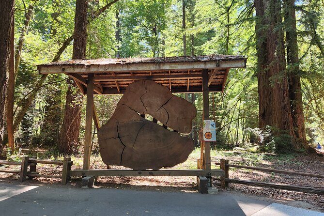 Train Ride Adventure through Mother Natures Giant Redwoods Park - Who this tour fits best (and who might want to skip it)