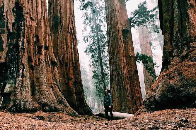 Yosemite 3-Day Lodging Adventure from San Francisco - Should you book this Yosemite 3-day tour from San Francisco?