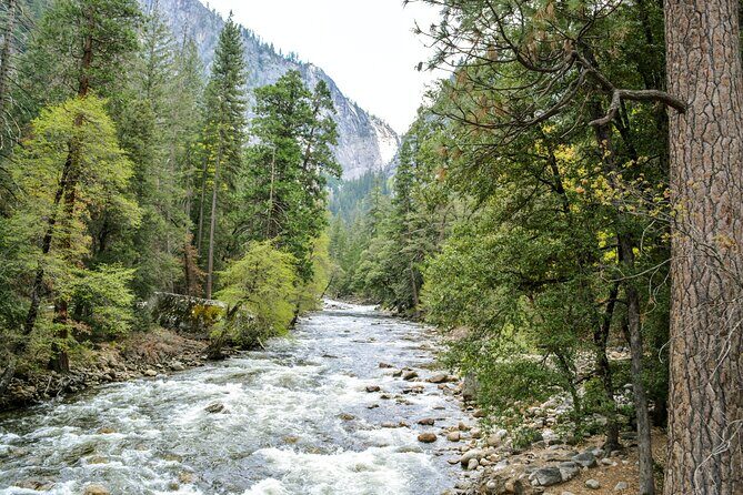 Yosemite Adventure: Full-Day Private Tour from San Francisco - Mariposa Grove in about 5 hours: free sequoia time and the joy of walking