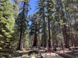 Yosemite, Giant Sequoias, Private Tour from San Francisco - Giant sequoias at the grove stop: breathtaking trees, real walking
