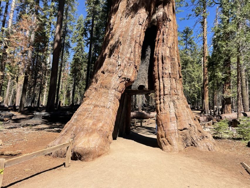 Yosemite, Giant Sequoias, Private Tour from San Francisco - Half Dome and Glacier Point: the view sprint you’ll remember
