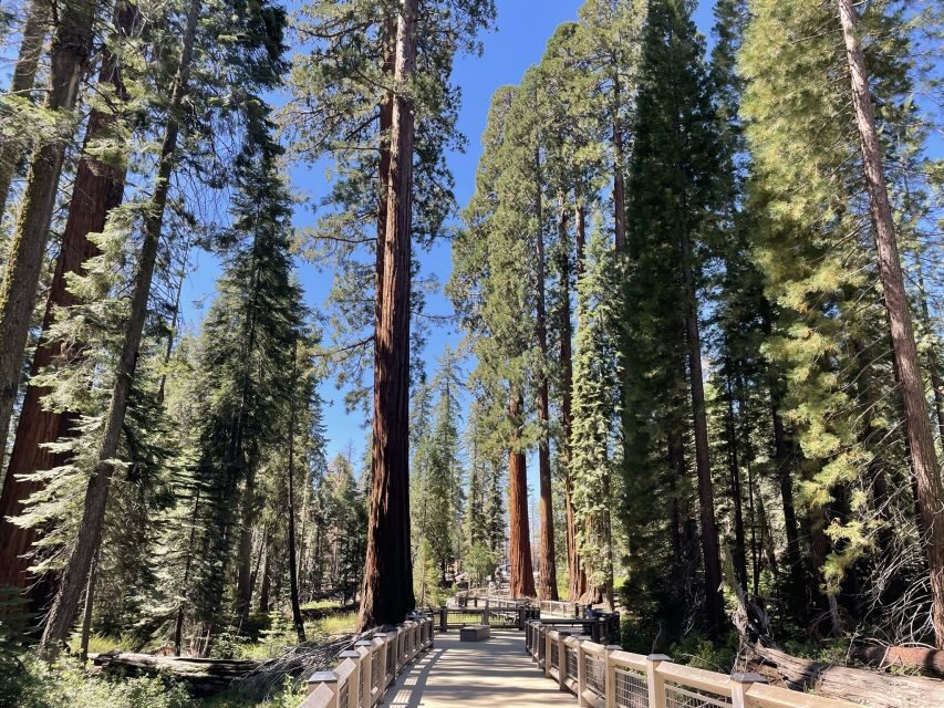 Yosemite, Giant Sequoias, Private Tour from San Francisco - Yosemite Valley viewpoints and the Valley View photo moment