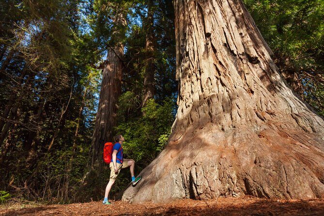 Yosemite National Park & Giant Sequoias 2-Day Semi-Guided Tour - Riding out of the city: Bay Bridge, Treasure Island, and the Sierra gateway